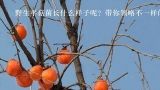 野生平菇菌长什么样子呢？带你领略不一样的平菇菌