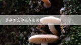 蘑菇怎么种植方法视频,种菌菇怎么种植方法