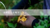 茶树菇长在哪里？湖南长沙茶树菇批发在哪里