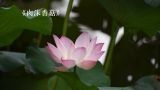  《肉沫香菇》 