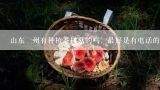 山东徳州有种植茶树菇的吗，最好是有电话的,广州霸王花干香菇木耳茶树菇批发价多少阿？