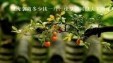 黑虎掌菌多少钱一斤？虎掌菌可以人工种植吗？