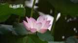  花菇油菜 