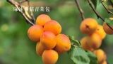  麻油香菇青菜包 