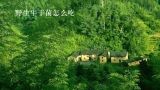 野生牛干菌怎么吃