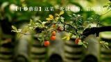  【干炒蘑菇】这菜一吃就后悔，后悔没早学会！ 