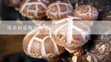 用茶树菇做小笼包馅怎么做,茶树菇酱肉包 茶树菇酱肉包的做法