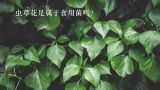 虫草花是属于食用菌吗？