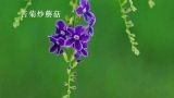  苦菊炒蘑菇 