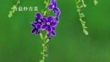  香菇炒青菜 