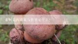 茶树菇的功效与作用是什么？茶树菇有什么作用