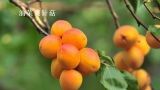  油菜黄针菇 