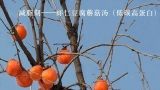  减脂期——虾仁豆腐蘑菇汤（低碳高蛋白） 