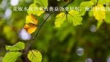  花椒水做出来的蘑菇汤更好喝：鲍汁鲜菇汤 