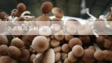 怎么提高茶树菇的产量,怎么提高茶树菇的产量