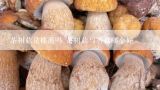 茶树菇是榛蘑吗 茶树菇与香菇哪个好,茶树菇的介绍