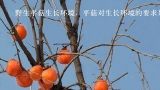 野生平菇生长环境，平菇对生长环境的要求是什么？