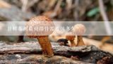新鲜茶树菇炖排骨需要炖多久？干茶树菇炖排骨的做法？