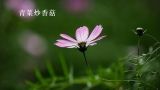  青菜炒香菇 