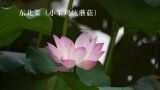  东北菜（小笨鸡炖蘑菇） 