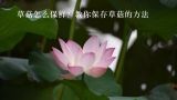 草菇怎么保鲜？教你保存草菇的方法