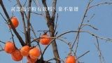 灵芝孢子粉有效吗？靠不靠谱