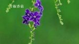  青椒香菇 