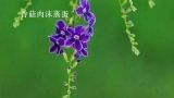  香菇肉沫蒸蛋 