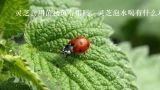 灵芝食用菌祛斑有用吗，灵芝泡水喝有什么功效