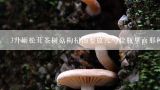 3升姬松茸茶树菇枸杞汤要放几勺盐瓶里面那种塑料小,一斤干茶树菇可以泡多少斤