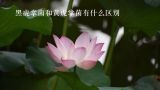 黑虎掌菌和黄虎掌菌有什么区别