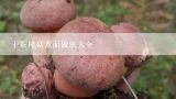 干茶树菇煮面做法大全,茶树菇泡多久？