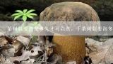 茶树菇要泡发多久才可以煮，干茶树菇要泡多久,干的茶树菇要泡多久才能吃