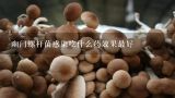 幽门螺杆菌感染吃什么药效果最好