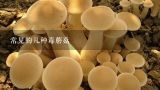 常见的几种毒蘑菇,能给大家介绍几种常见的毒蘑菇吗？