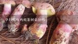 孕妇吃乌鸡炖茶树菇好吗,沙县小吃茶树菇排骨汤里面加的哪些中药？！
