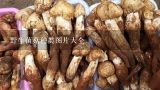 野生菌菇种类图片大全,常吃的20种蘑菇的种类图片