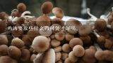 鸡汤要放些什么药材煲才好喝。,干茶树菇煲什么汤好喝