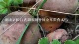 湖北省国营武湖农场种植金耳茵真实吗,金耳种植回收是真的吗