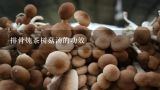 排骨炖茶树菇汤的功效,茶树菇排骨汤的功效和作用_茶树菇排骨汤的做法