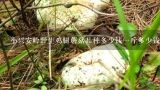 小兴安岭野生鸡腿蘑菇品种多少钱一斤多少钱一斤鸡腿蘑菇，黑龙江省小兴安岭的？
