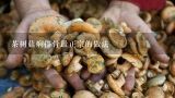 茶树菇焖排骨最正宗的做法,茶树菇排骨煲的家常做法