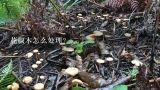 花椒木怎么处理？花椒木如何处理？