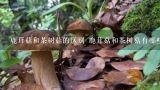鹿茸菇和茶树菇的区别 鹿茸菇和茶树菇有哪些不同
