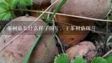 茶树菇长什么样子图片，干茶树菇图片,野生菌菇种类图片大全