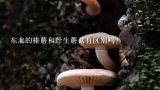 东北的榛蘑和野生蘑菇有区别吗?网上看到说东北榛蘑是纯野生的，无人工养殖的？