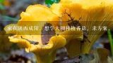 家在陕西咸阳，想学大棚种植香菇。求方案，带图片最好。,花卉大棚结构图片大全