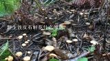 野生铁皮石斛花什么颜色？老挝野生石斛 有石斛收购商吗