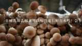 非哺乳期乳腺炎可以喝铁皮石斛泡水吗？会有副作用吗？甲状腺结节吃铁皮石斛有用吗