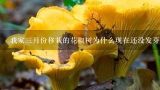 我家三月份移栽的花椒树为什么现在还没发芽?去年冬天栽的花椒树，有些枝是绿的，但是没发芽还活吗